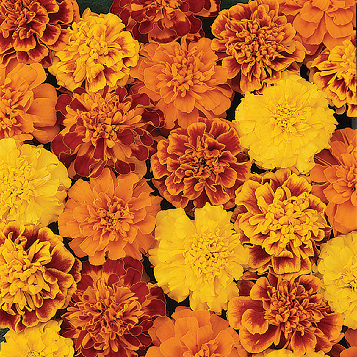 marigolds-2-gabrielsen-farms-llc