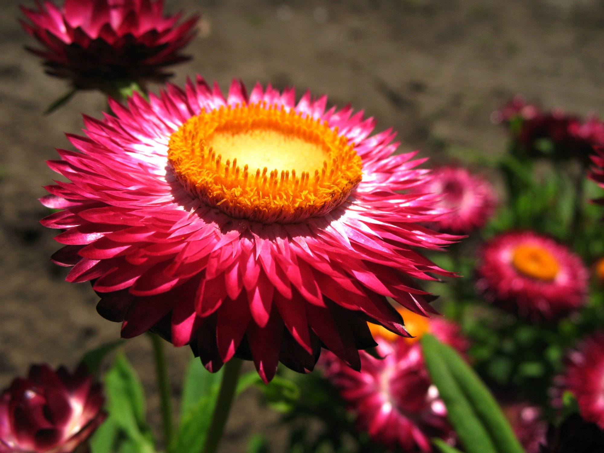 Strawflower 4 Gabrielsen Farms LLC